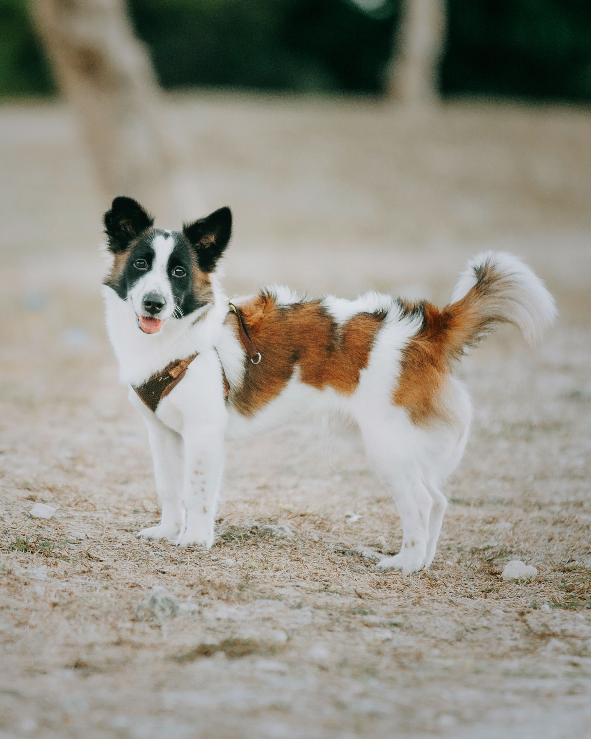 a dog posing